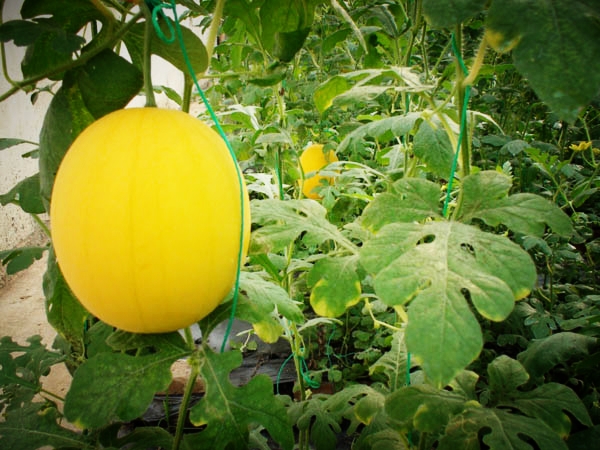 宝融出品——绿色有机黄色香瓜