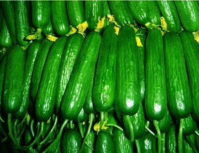 宝融出品——绿色有机水果黄瓜