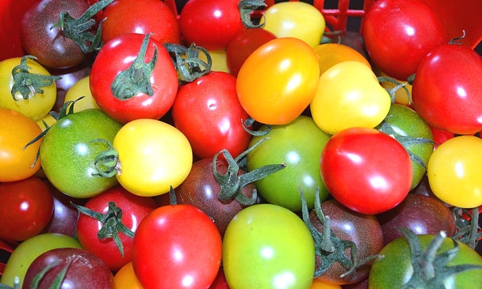 宝融出品——色彩斑斓之西红柿